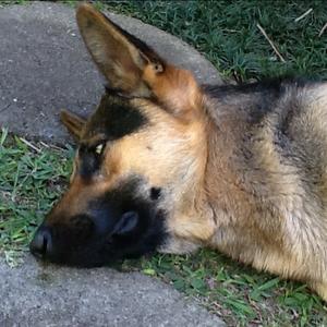 German Shepherd