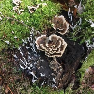 Turkey-tail