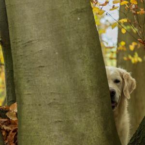 Retriever (Golden)