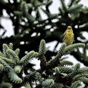 Eurasian Siskin