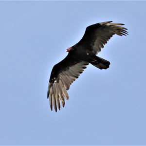 Turkey Vulture