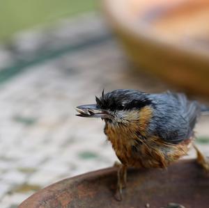 Wood Nuthatch