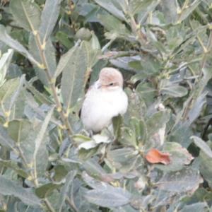 Red-backed Shrike