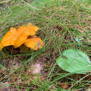 Chanterelle, Common