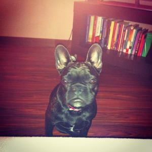 French Bulldog