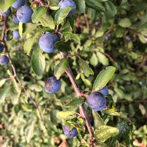 Oregon Grape