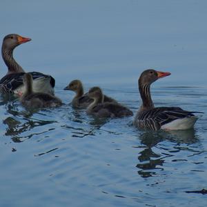 Greylag Goose