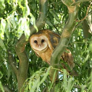 Barn Owl