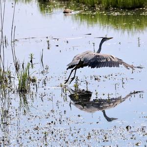 Grey Heron