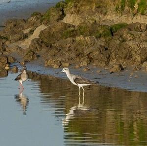 Common Greenshank