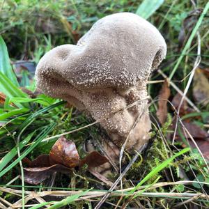 Pestle-shaped Puffball