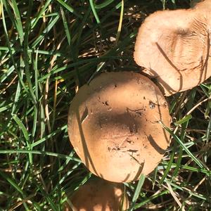 Unknown Species