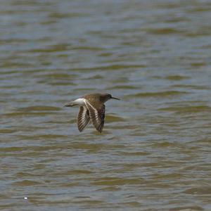 Common Sandpiper