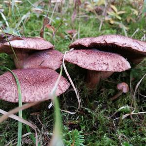 Russet-scaly Trich