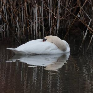 Höckerschwan