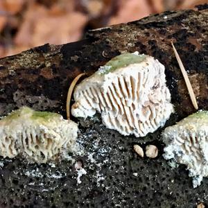 Gill Polypore