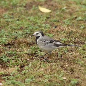 White Wagtail