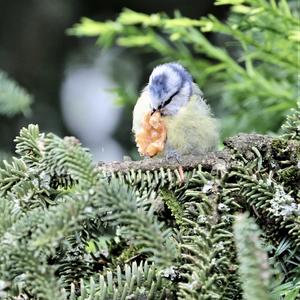 Blue Tit