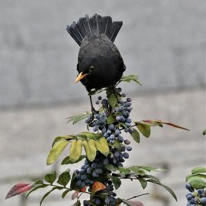 Eurasian Blackbird