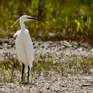 Little Egret