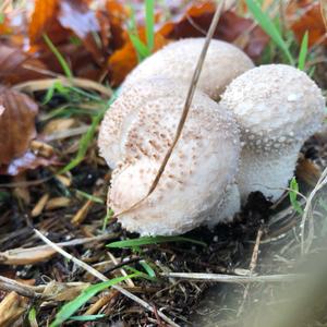 Gem-studded Puffball