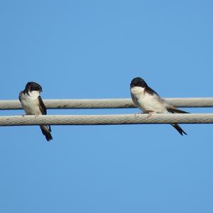 Northern House-martin