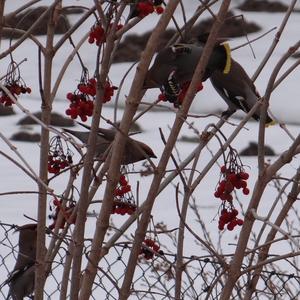 Bohemian Waxwing