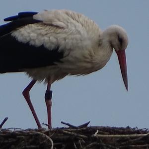 White Stork