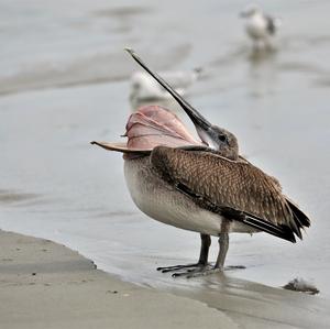 Brown Pelican