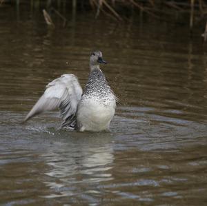 Gadwall