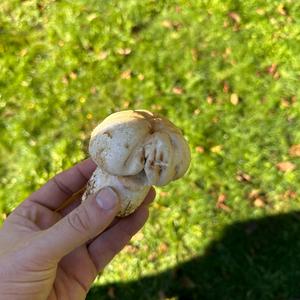 Meadow Agaric