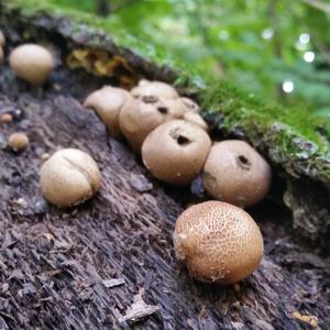 Stump Puffball