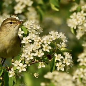 Willow Warbler