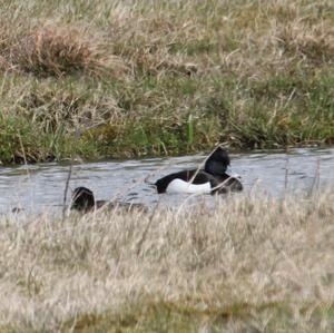 Tufted Duck