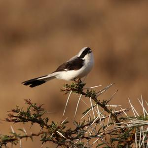 Great Grey Shrike