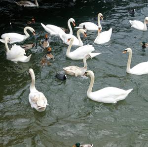 Mute Swan