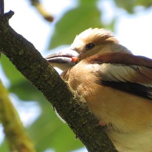 Hawfinch