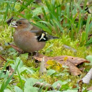 Eurasian Chaffinch