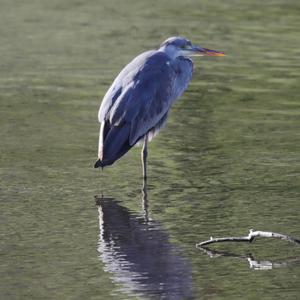 Grey Heron