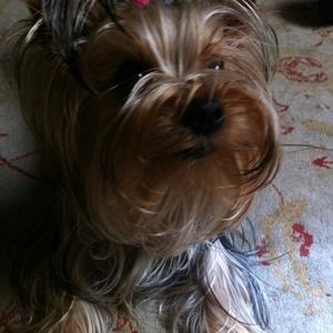Unknown Breed
