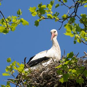 White Stork