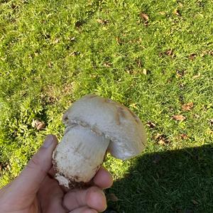 Meadow Agaric