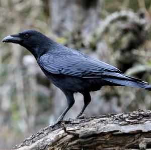 Carrion Crow