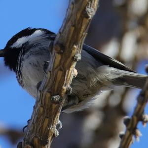 Coal Tit