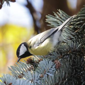 Great Tit