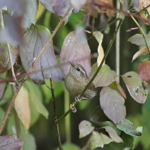 Winter Wren