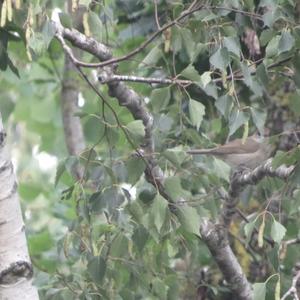 Blackcap