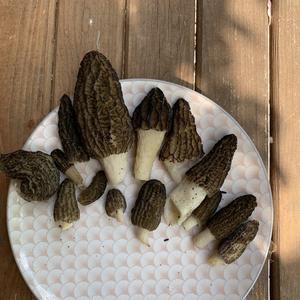 Black Morel