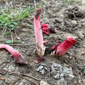 Ravenel`s Stinkhorn