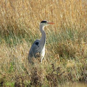 Grey Heron